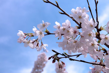 満開の桜