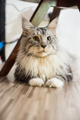 The Maine cat, taken indoors