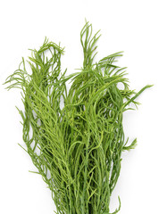 Climbing wattle,cha-om on white background