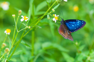 Blue Butterflies