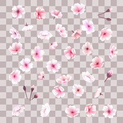 Cherry blossom, flowers of sakura, set, pink, collection,vector illustration