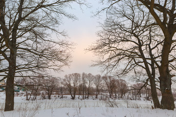 Fototapeta na wymiar oak grove in winter. all in the snow