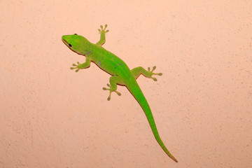 Phelsuma madagascariensis day gecko, Madagascar