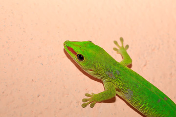Phelsuma madagascariensis day gecko, Madagascar
