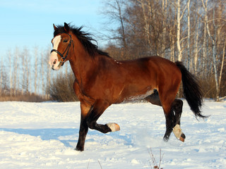 Bay beautiful horse galloping at the snow field
