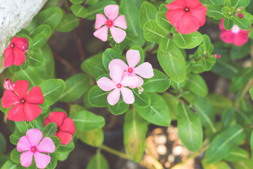 the flowers with file tone.
