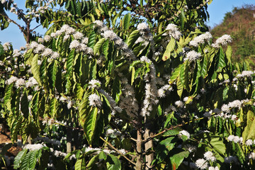 Plant near Dalat. Vietnam