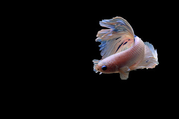 Siamese fighting fish