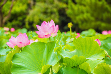 The Lotus Flower.Background is the lotus leaf and lotus flower and tree.