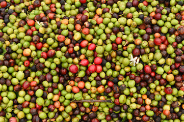 Fresh coffee bean for background