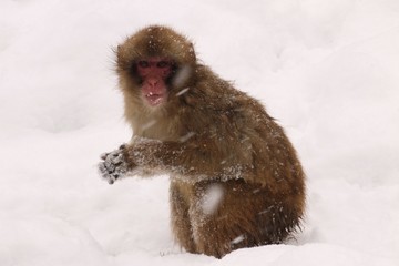 ニホンザル - Japanese macaque