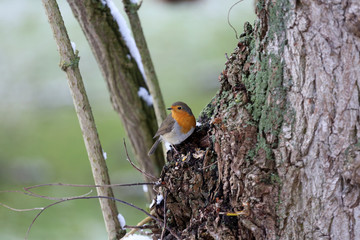 Rotkehlchen im Winter