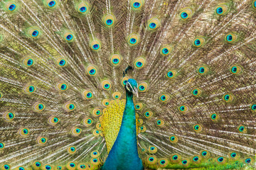 Obraz premium Wild peacocks, Ratchaburi, Thailand