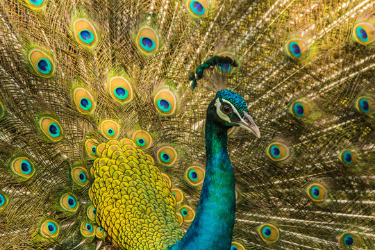 Wild peacocks, Ratchaburi, Thailand