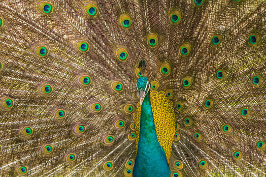 Wild peacocks, Ratchaburi, Thailand