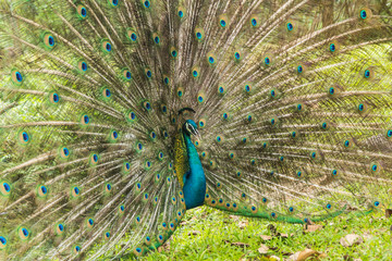 Fototapeta premium Wild peacocks, Ratchaburi, Thailand
