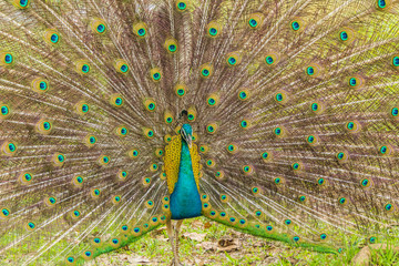 Obraz premium Wild peacocks, Ratchaburi, Thailand