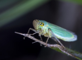 little cicada on a leaf of a grass

