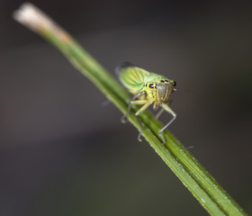 little cicada on a leaf of a grass
