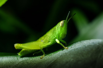 Grasshopper on green grass leaf