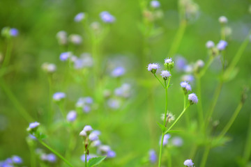 Violet Flower with a very soft green background