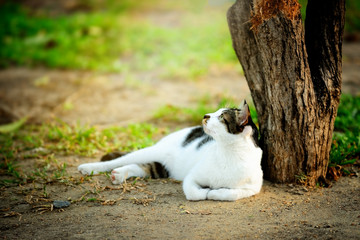 Naklejka na ściany i meble Curious cat lying under the tree