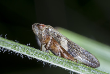 little cicada on a leaf of a grass
