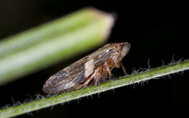 little cicada on a leaf of a grass

