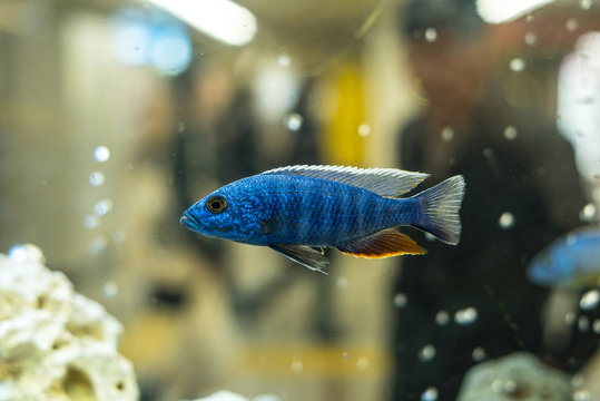 6 549 Best 熱帯魚 Images Stock Photos Vectors Adobe Stock 6 549 Best 熱帯魚 Images Stock Photos Vectors Adobe Stock