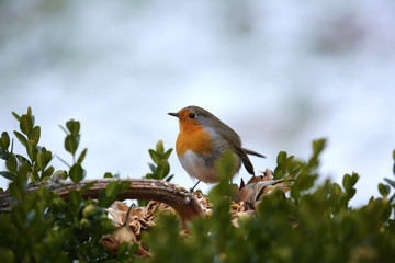 Rotkehlchen im Winter