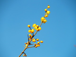 蝋梅の花と青空