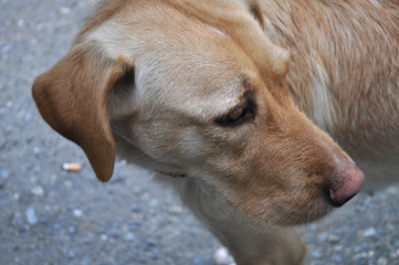 A Labrador dog