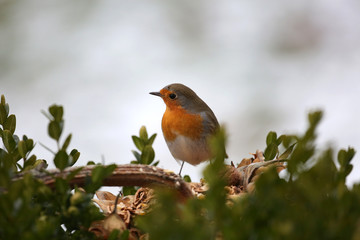 Rotkehlchen im Winter