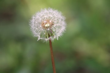 たんぽぽ（綿毛）