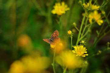 Butterfly in yellow flowers, nature background