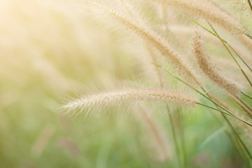 Grass flower on the meadow at sunlight nature background spring