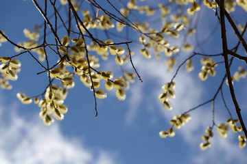 Цветущие ветки вербы на фоне неба