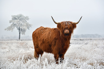 Scottish highlander in a natural winter landscape. - obrazy, fototapety, plakaty