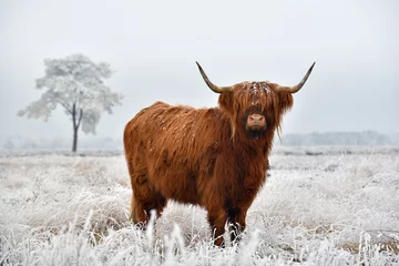 Deurstickers Schotse hooglander Schotse hooglander in een natuurlijk winterlandschap.