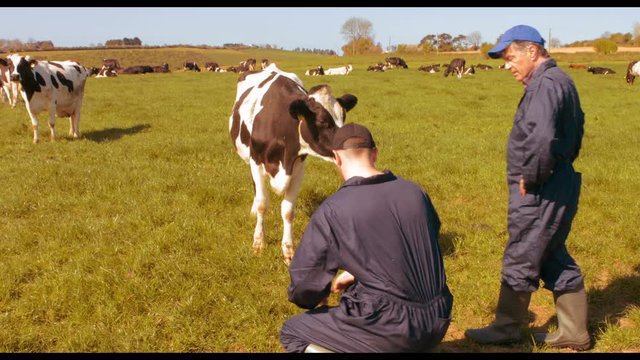 Two cattle farmers interacting with each other in the field