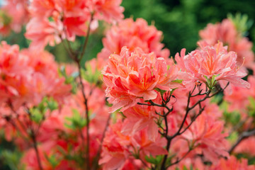 Rhododendron bush coral