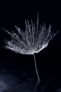 Dandelion seed with waterdrops on dark background