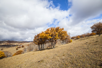 In autumn, trees on the hillside