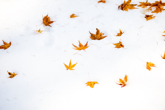 Select Focus maple leaf on a snow (acer palmatum)