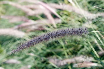 grass flowers