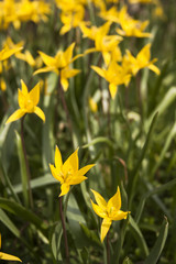 Obraz premium Yellow wild tulip (Bieberstein Tulip) in its natural habitat