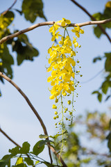 National flower of Thailand, Cassia Fistula, beautiful Yellow Thai flower background
