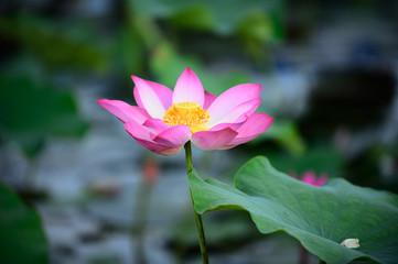Obraz premium Pink lotus on waer and green leaf