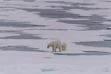 Obraz na płótnie Canvas Polar bear (Ursus maritimus) cub on the pack ice