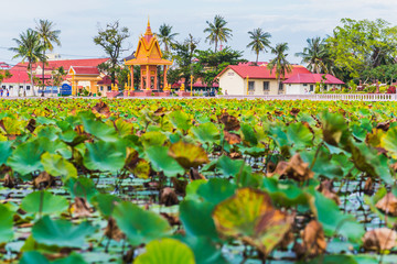 The Lotus pond in Kampot, Cambodia. Contemporary park recreation area in the city center of Kampot. Green leaves and Buddhist architecture and modern buildings with coconut trees in the background